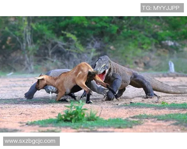 森林狼与金刚狼的巅峰对决谁能在这场激烈战斗中笑到最后 森林狼与金刚狼的巅峰对决谁能在这场激烈战斗中笑到最后